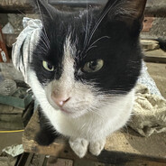 𝓼𝓽𝓲𝓿𝓲𝓷