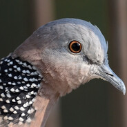 Spotted Dove