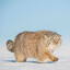 manul caminhando