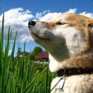 印度，作为一个世界大国