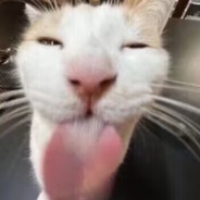 狗是人类最好的朋友dogod