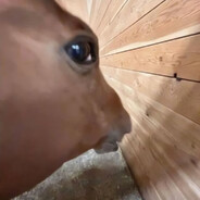 бобровая.струя