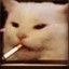 hight af cat