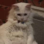 文艺青年黄大炮