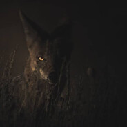 JACKAL