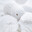 Domestic_Goose