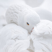 Domestic_Goose