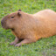 capybara