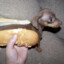 Weenerdog123