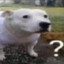 Kvækk