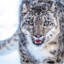 snowleopard21