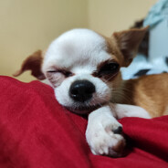 Sleepy Chihua - steam id 76561197961725611