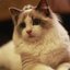 小猪佩奇身上纹