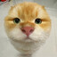 猫ちゃん ʕ´•ᴥ•`ʔ