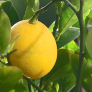 Steam avatar for AllForLemons