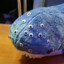 Seraphfin