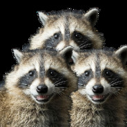 three_raccoons