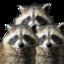 three_raccoons