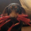 Greedy Daschund