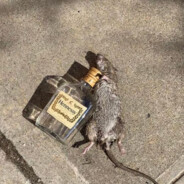 Henny Rat