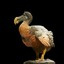 dodo