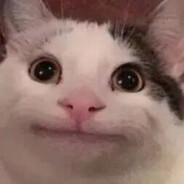 变成光守护猫猫