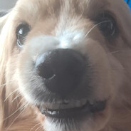 Pucha Steam avatar