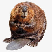 ΥuρωκΣυωμγα Castorites