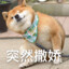 不听不听，辉耀点金