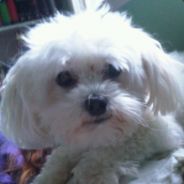TailZz - steam id 76561197961168795