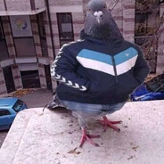 Pigeon