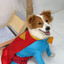 Superdog