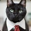 Kitcat517
