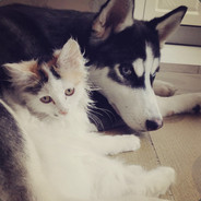 我想养条哈士奇