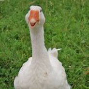 Goose