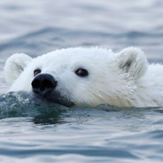 polarwhere