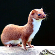 Mustela nivalis