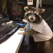 MisterRacoon