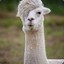 Emo Llama