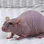 RatSack