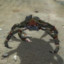 Friendly Mudcrab