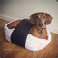 sushi doge