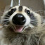 Raccoonzy