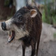 ice - steam id 76561197971097348