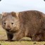 Wombat Combat