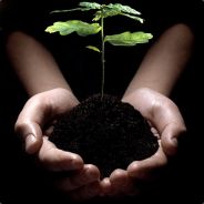 fastplant