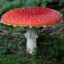 Shroomiong