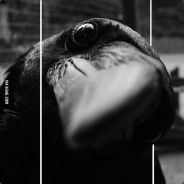 CorvusCorax