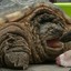 Stinky Tortoise