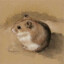 hamster